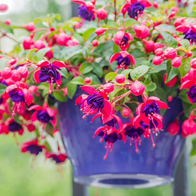 En pot, les fuchsias sont du plus bel effet